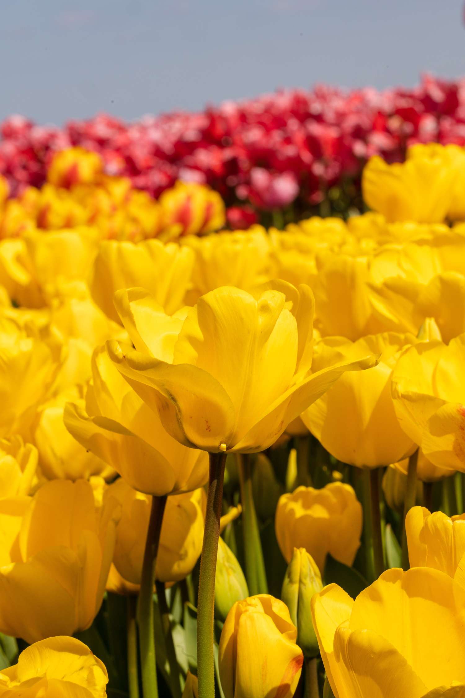 Tulppaani 'Golden Apeldoorn'